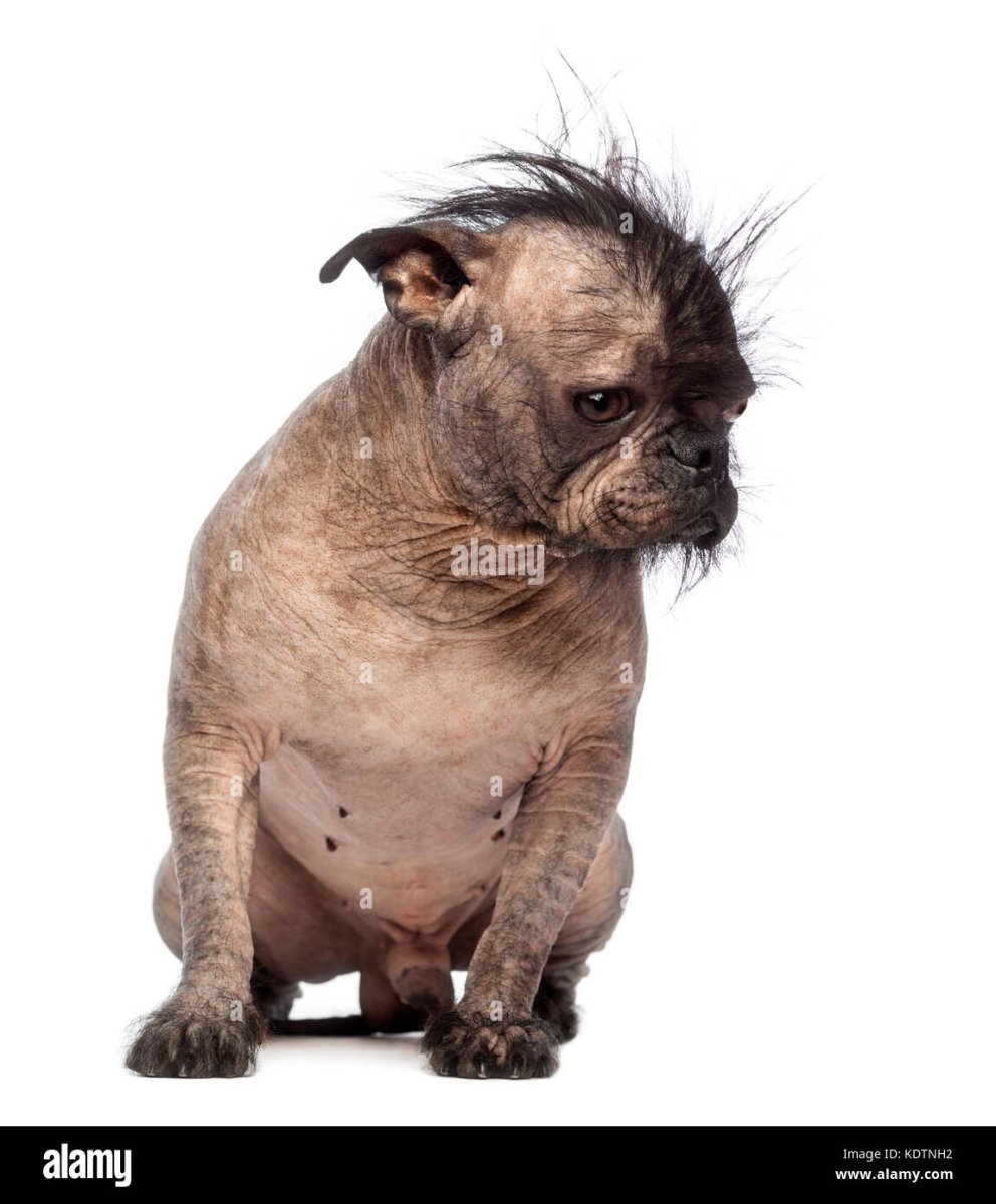 Гибрид МОПСА И китайской хохлатой