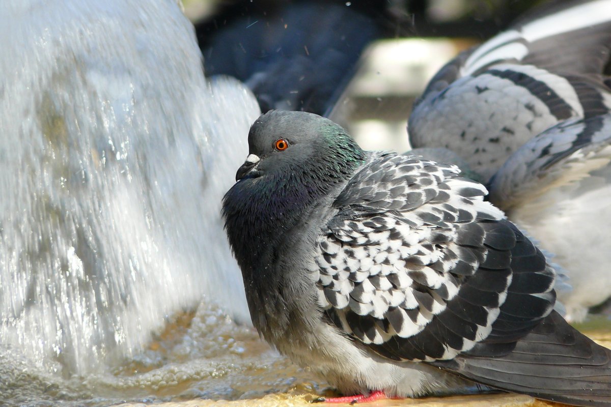 Сизый голубь меланист