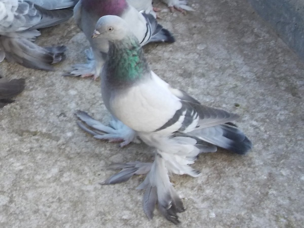 Сизые бойные голуби