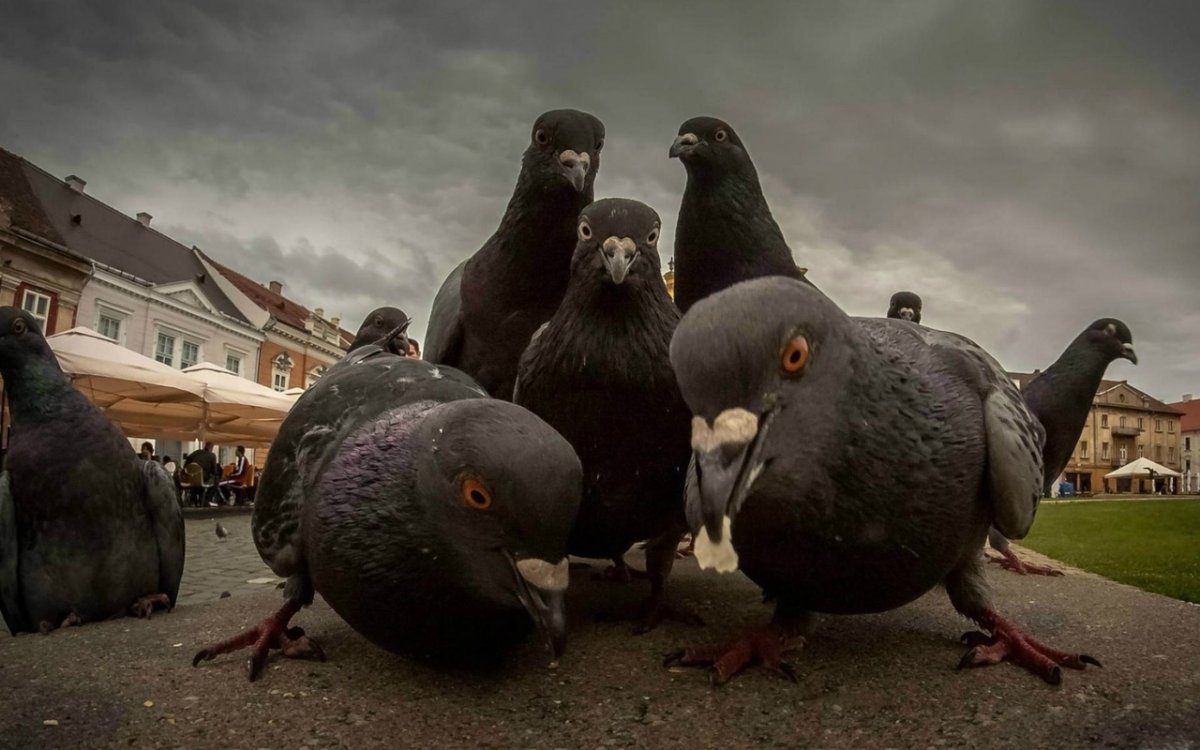 Банда голубей