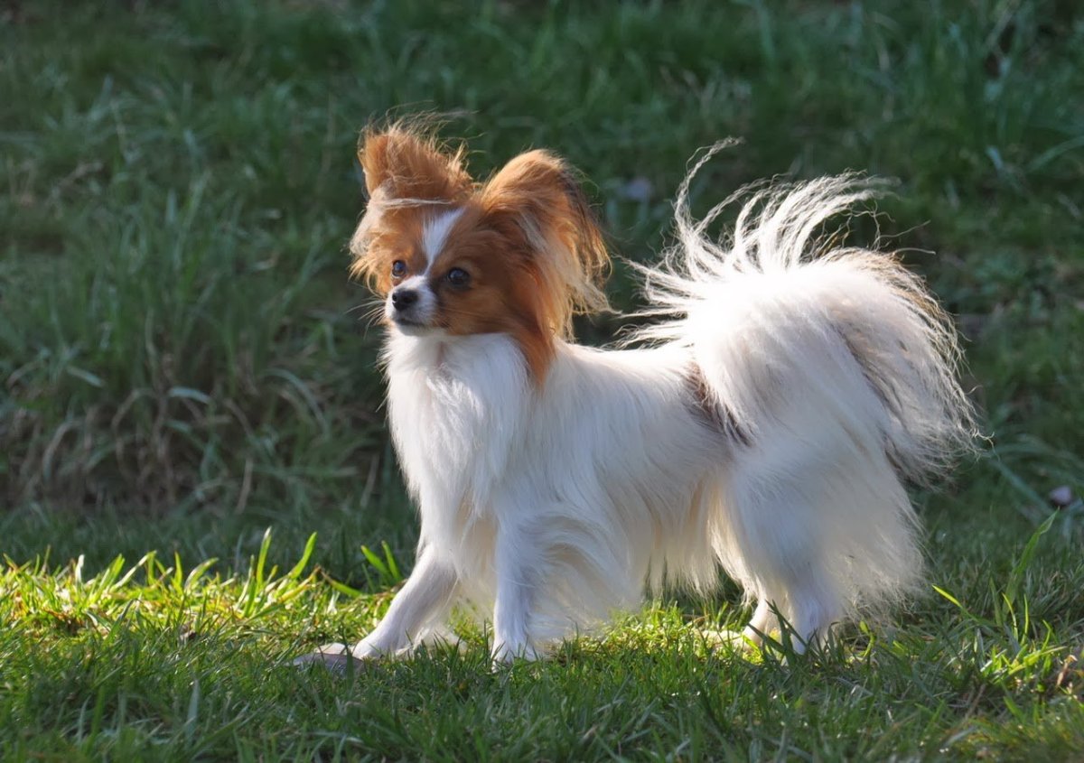 Папильон хвост