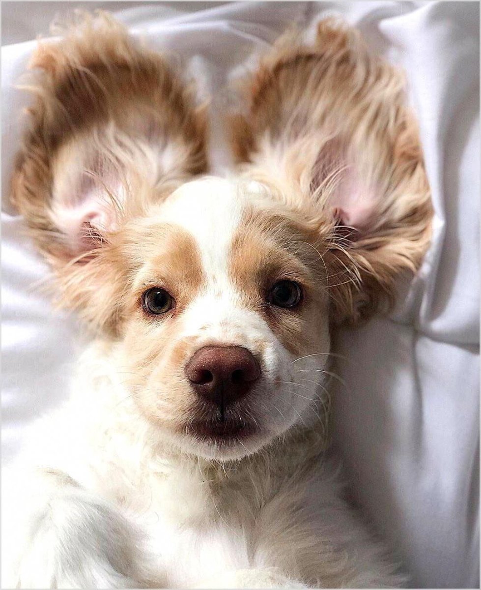 Эстетика щенков