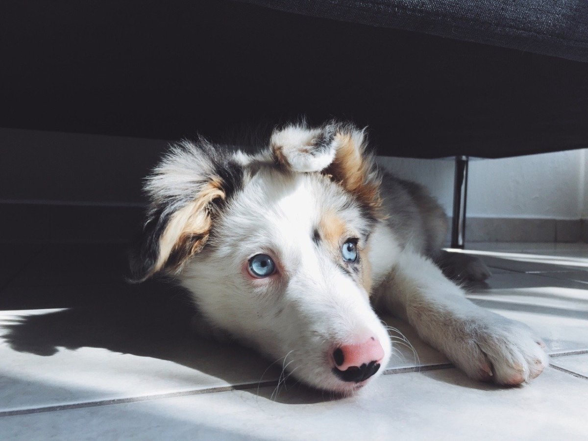 Колли белая