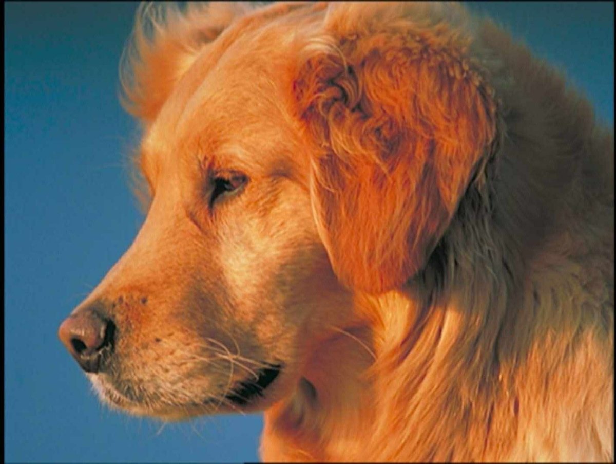 Эстетика щенков