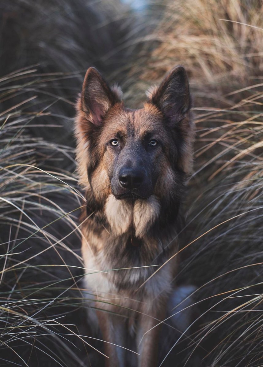 Королевский чихуахуа длинношерстный