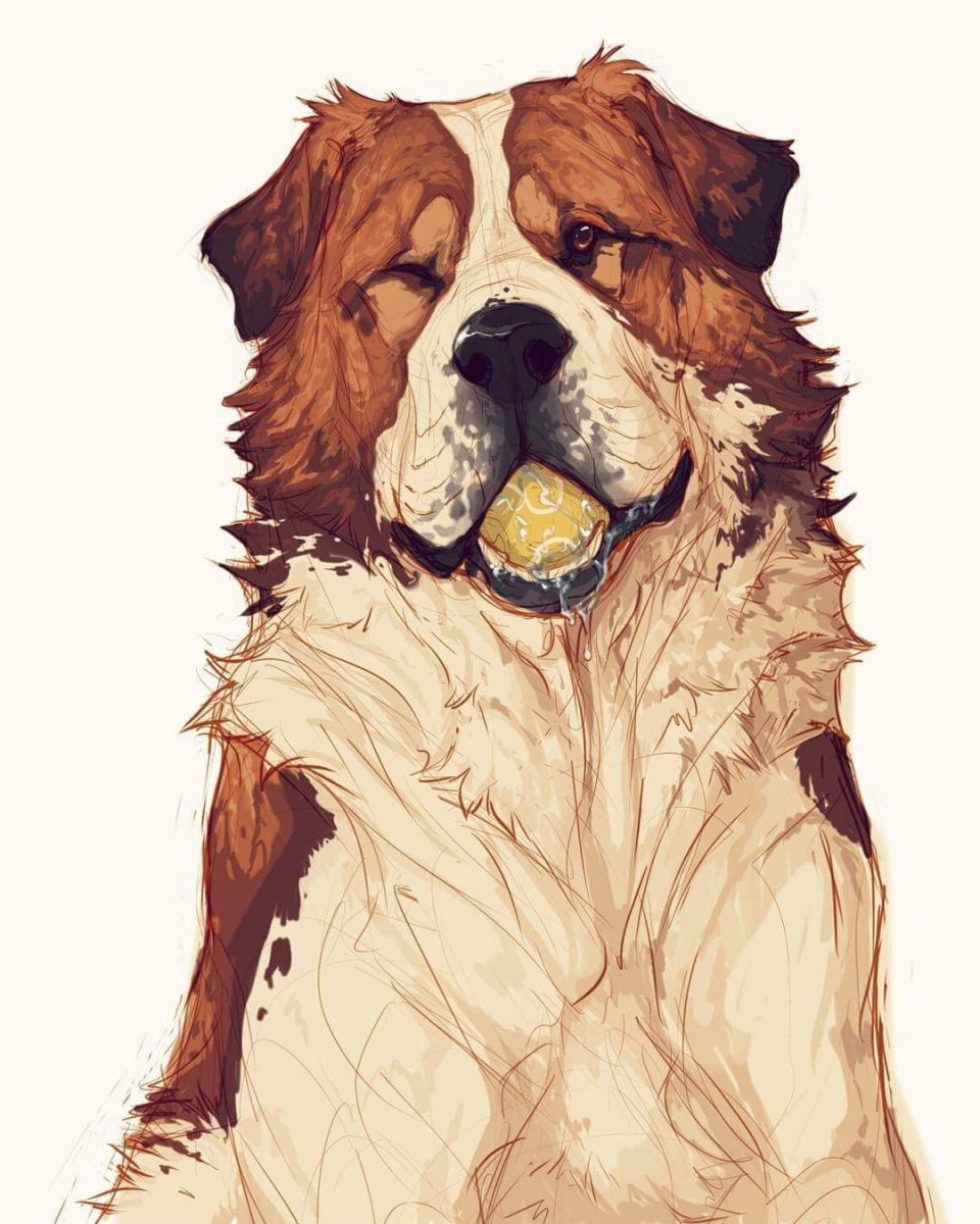 Тибетский шпиц