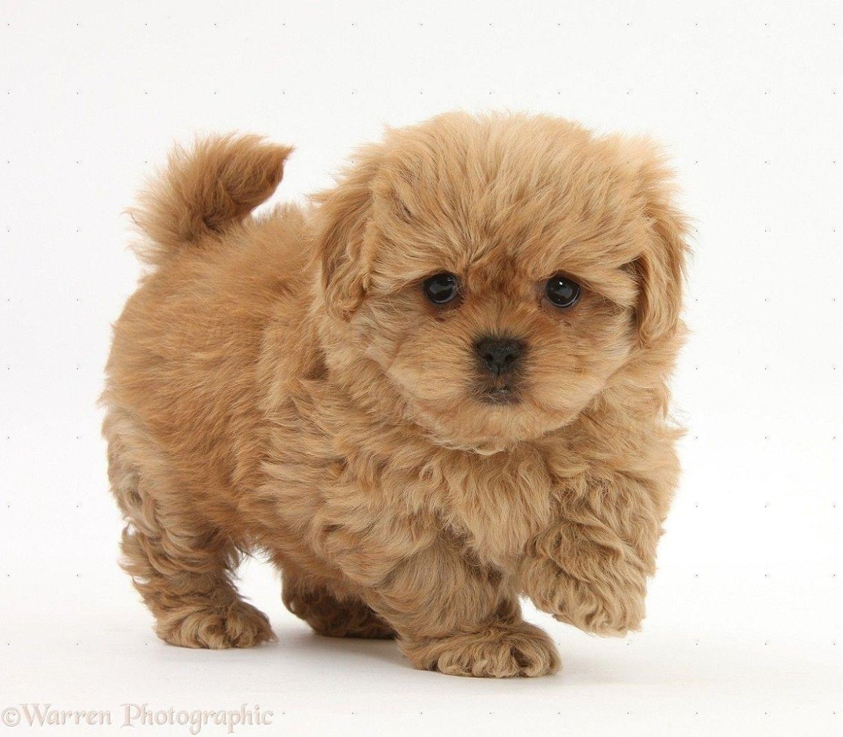 Щенок корги