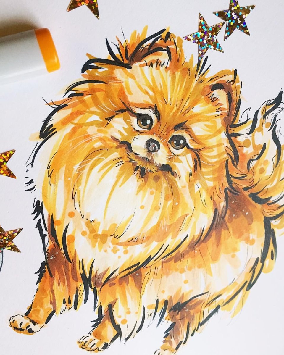 Тигровый бордер колли