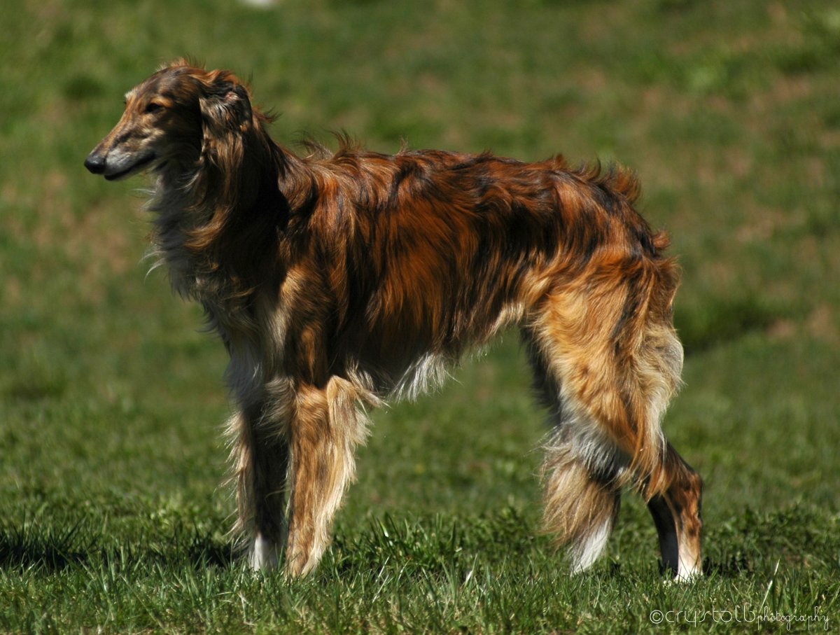 Животные в мультяшном стиле