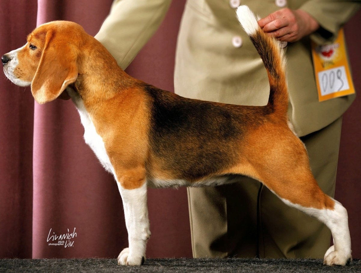 Силкен виндхаунд