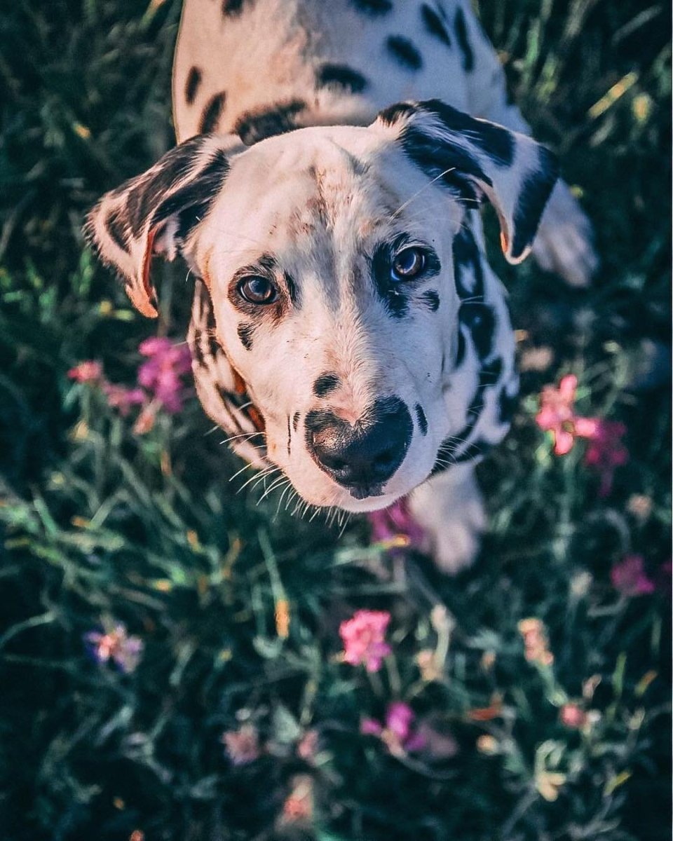 Корги aesthetic