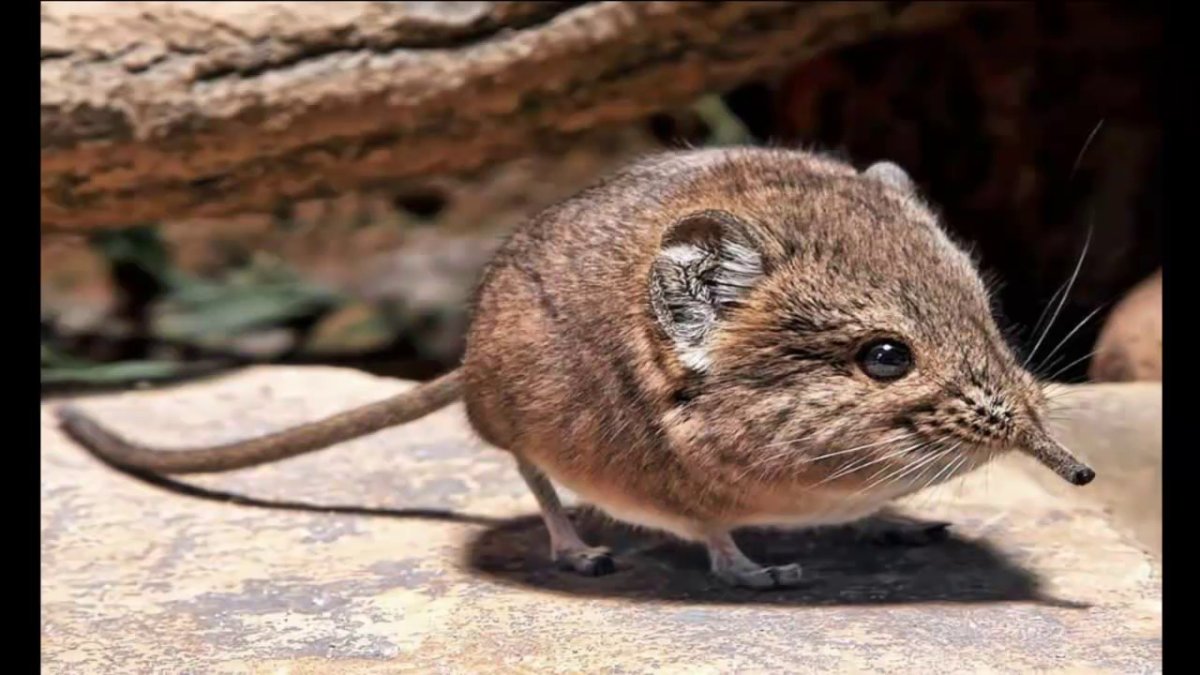 Прыгунчик слоновая землеройка