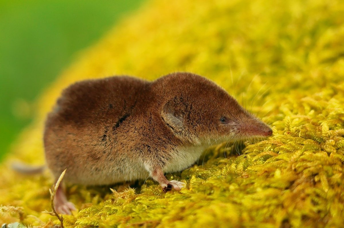 Eurasian Pygmy Shrew