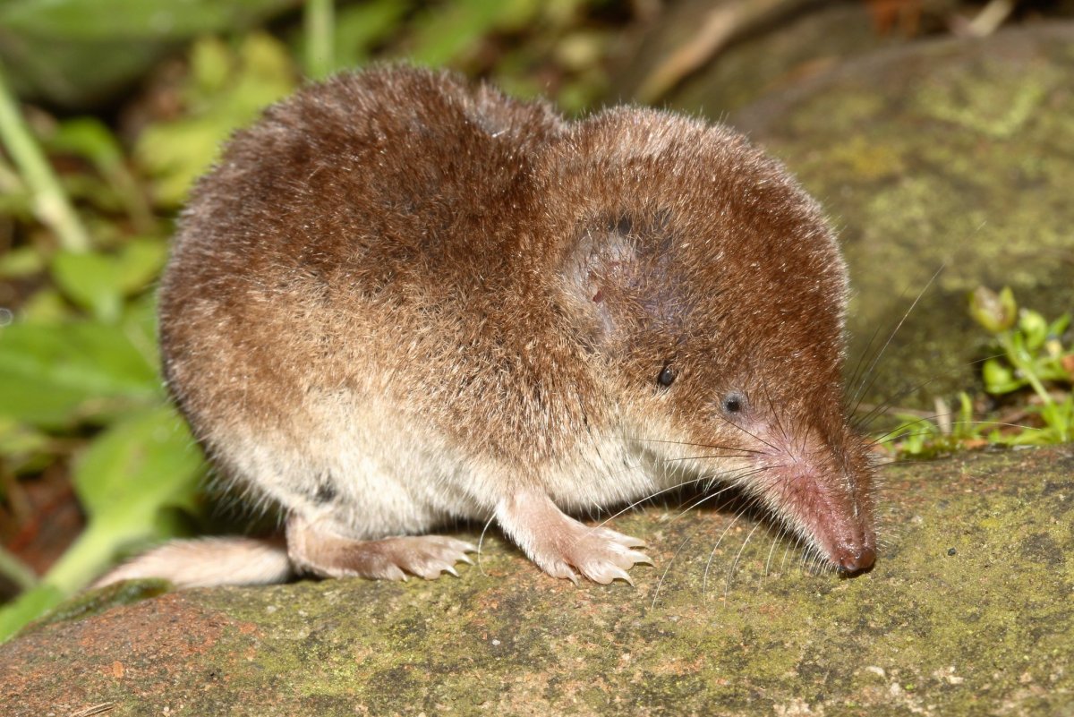 Тундряная бурозубка