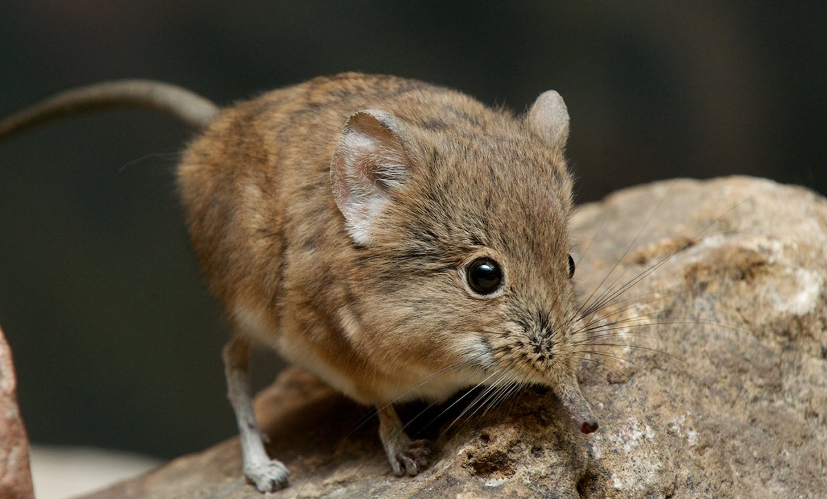 Прыгунчик слоновая землеройка