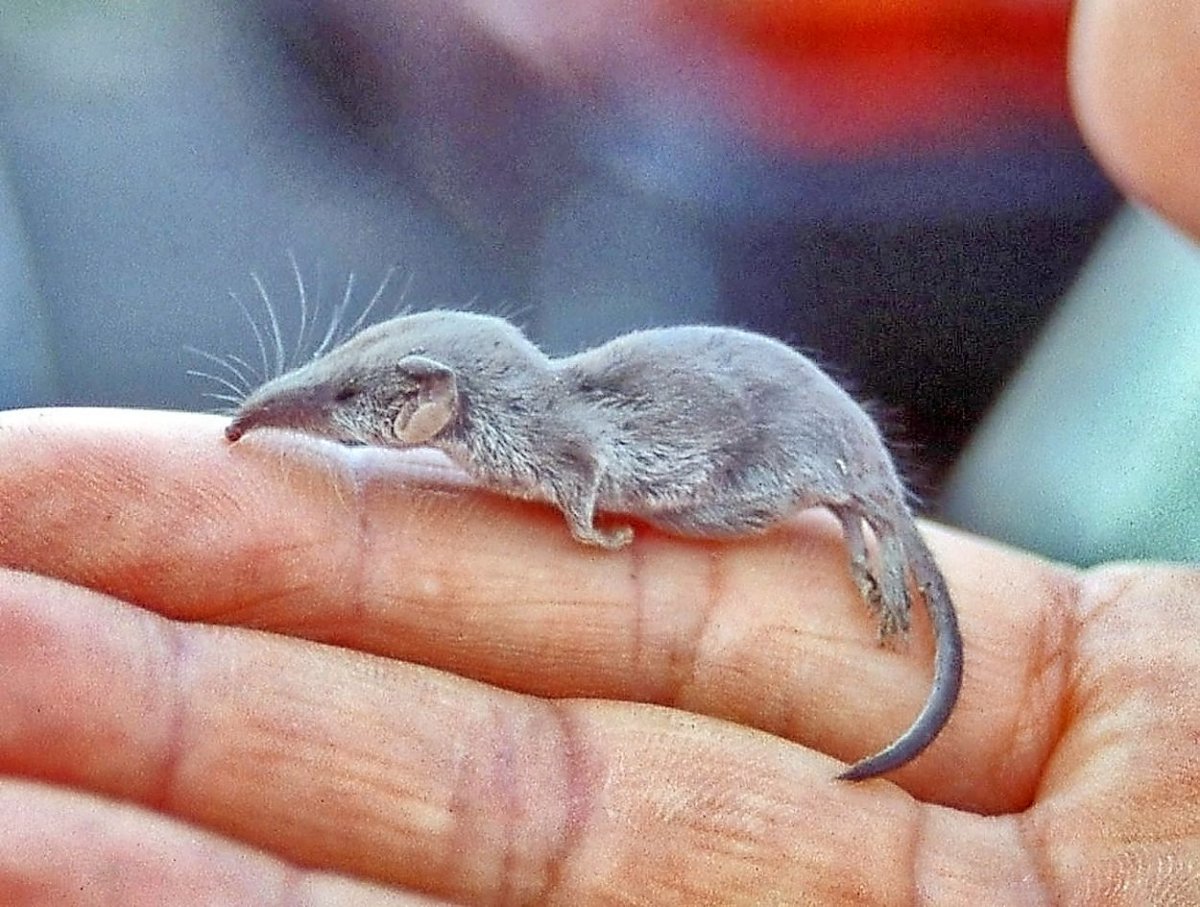 Землеройка карликовая белозубка