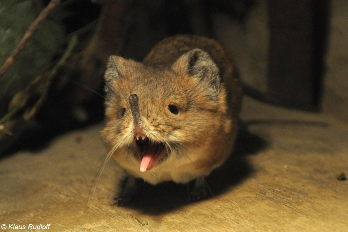 Американский землеройковый Крот