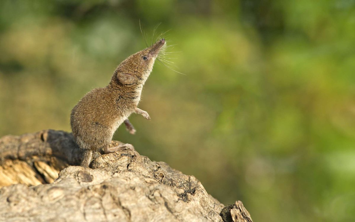 Обыкновенная землеройка бурозубка