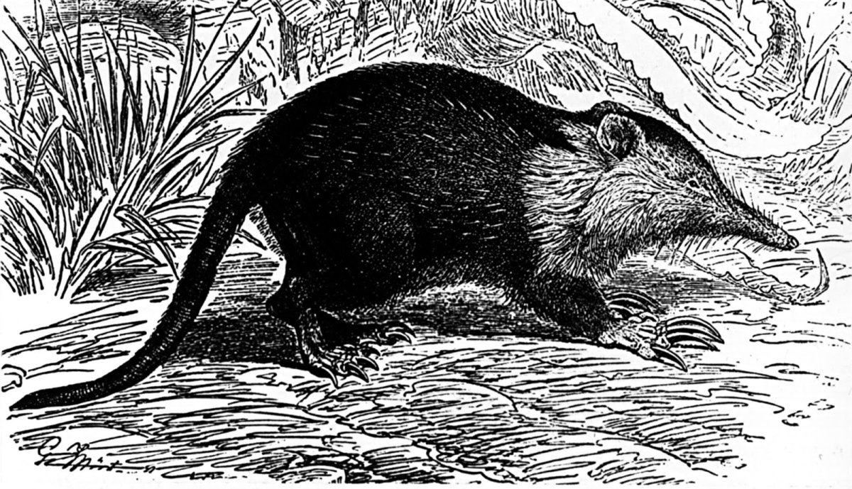 Землеройка солендон