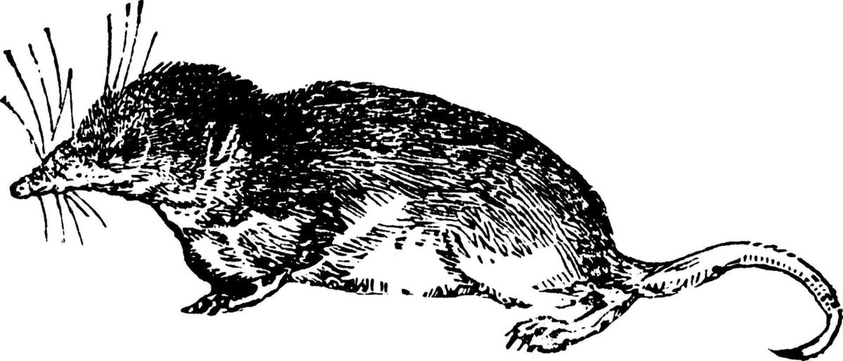 Землеройка раскраска для детей