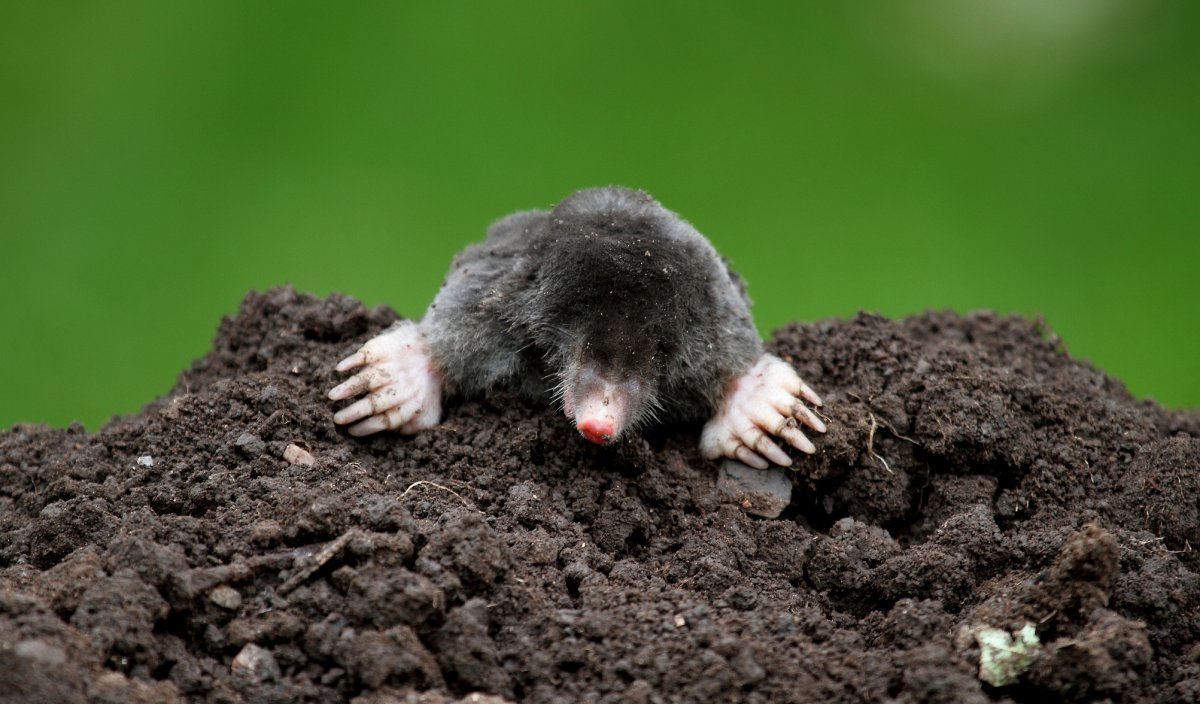 Землеройка на белом фоне