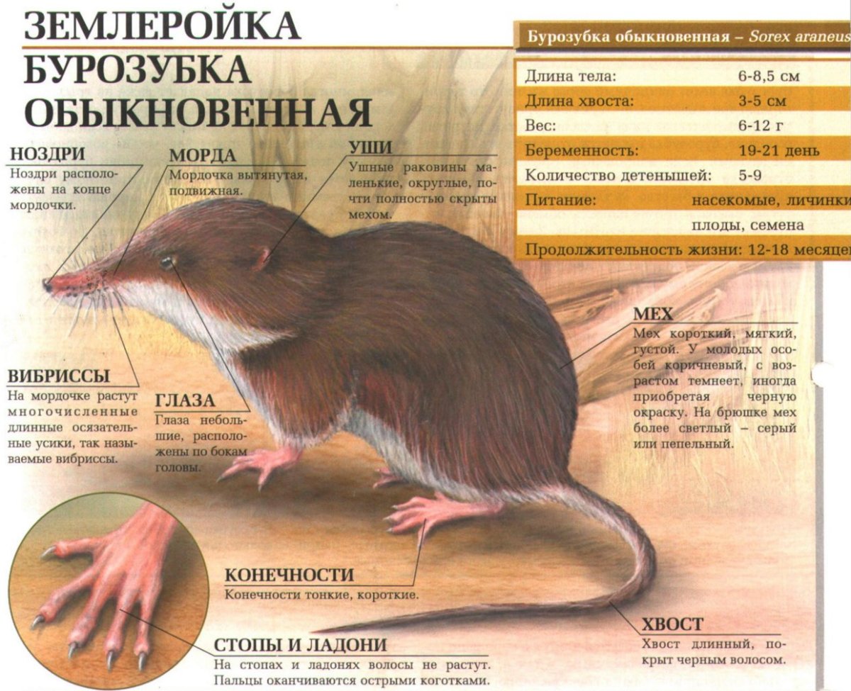 Бурозубка строение