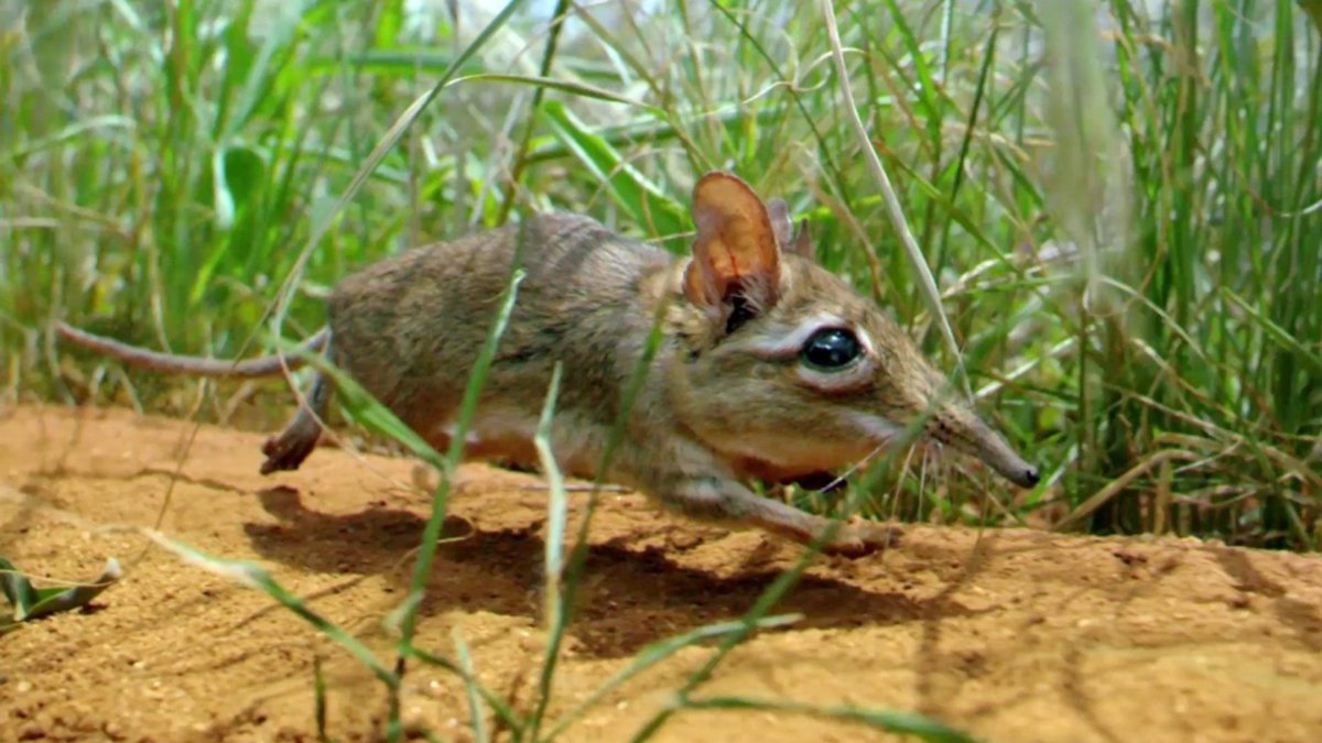 Длинноухий прыгунчик (Elephant Shrew)