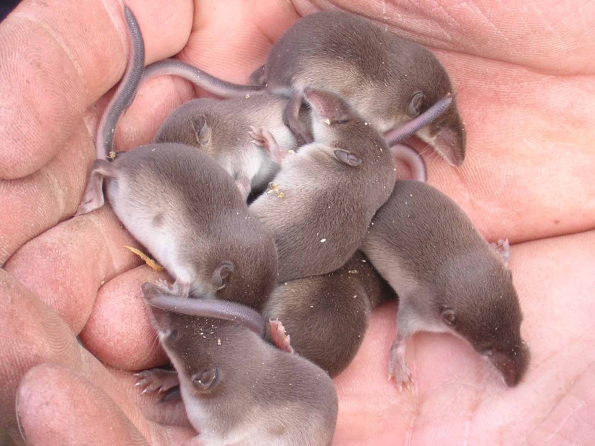 Кубинский щелезуб и Гаитянский щелезуб