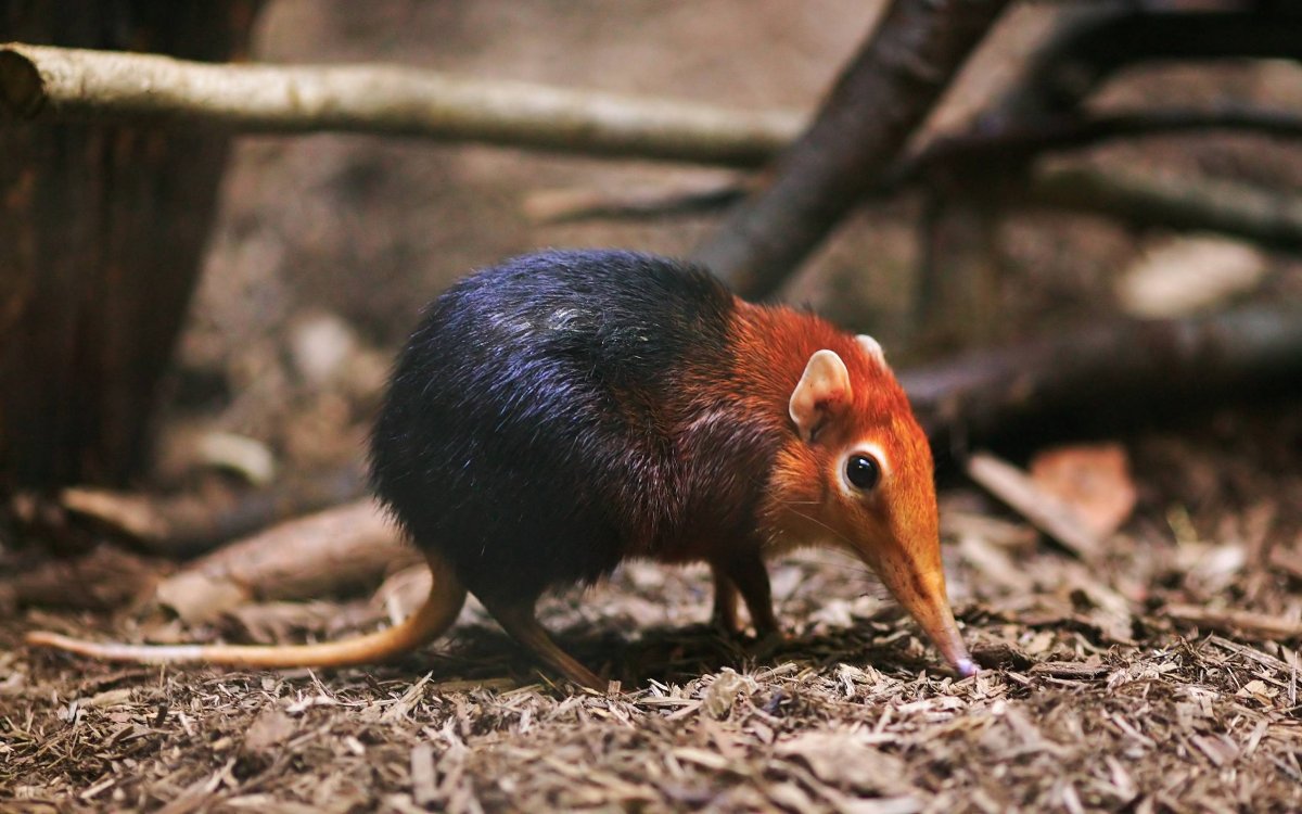 Землеройка бурозубка