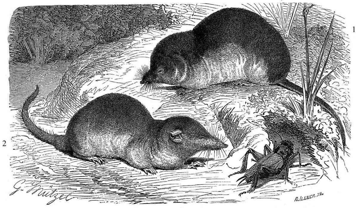 Землеройка рисунок