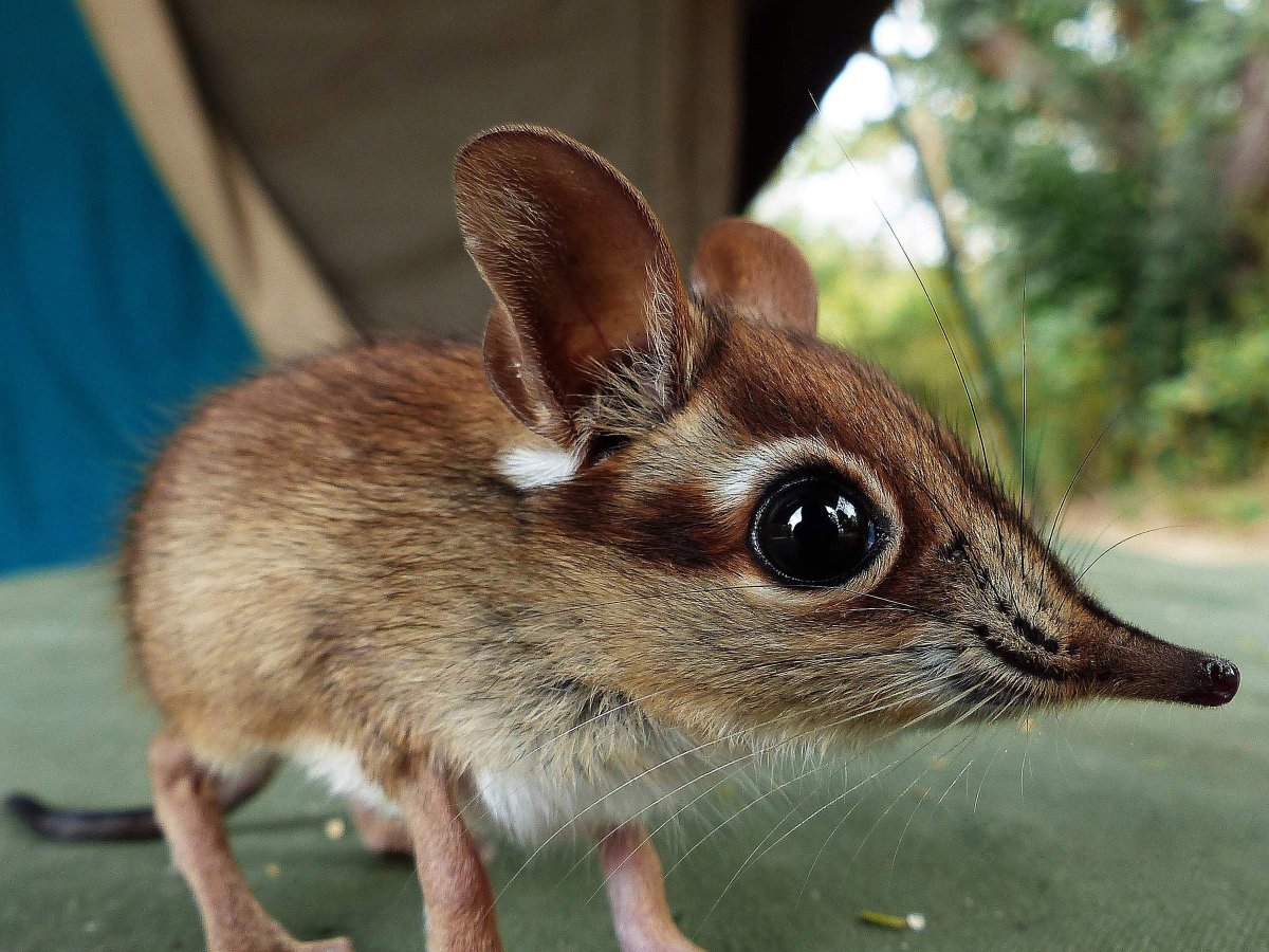 Прыгунчик слоновая землеройка