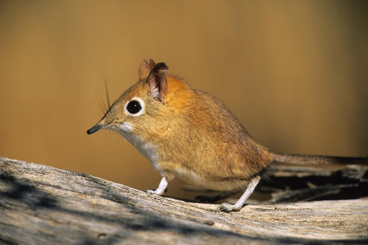 Североафриканский прыгунчик