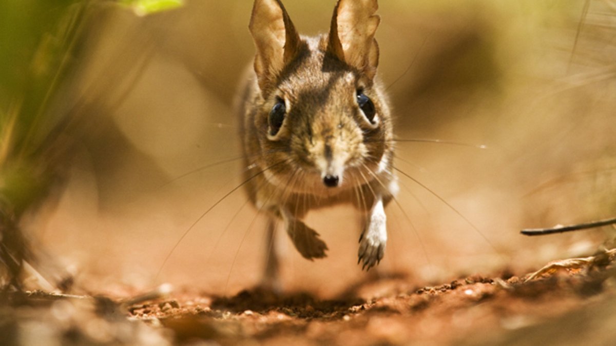 Слоновый прыгунчик