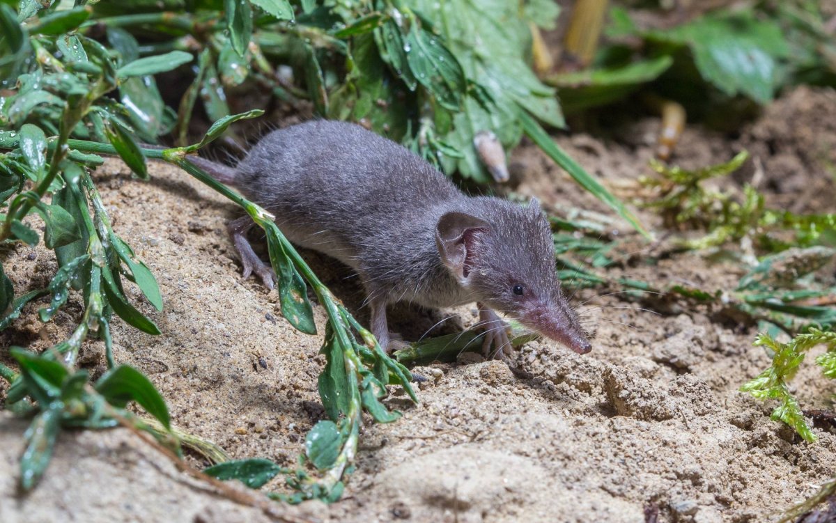 Землеройка белозубка