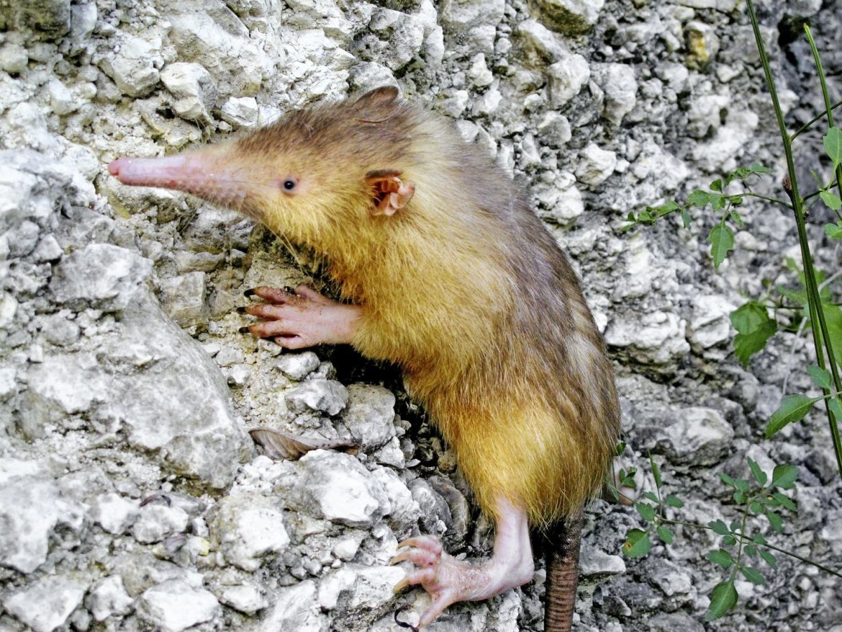 Пегий путорак