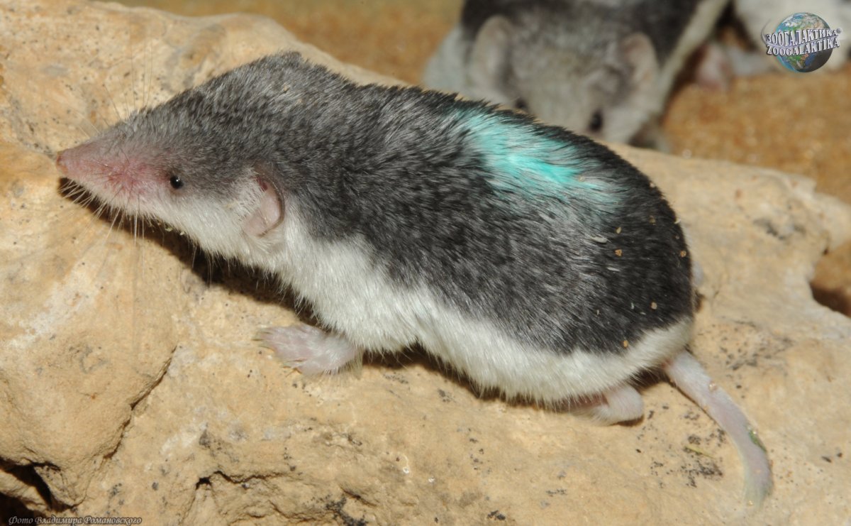 Землеройка Пегий путорак