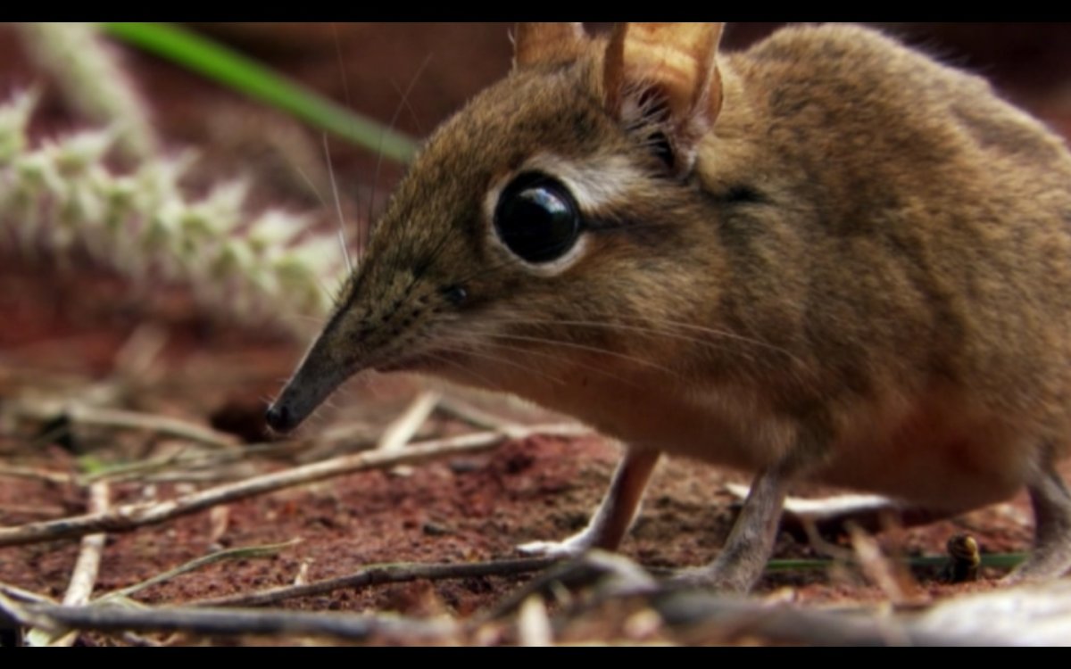 Прыгунчик слоновая землеройка