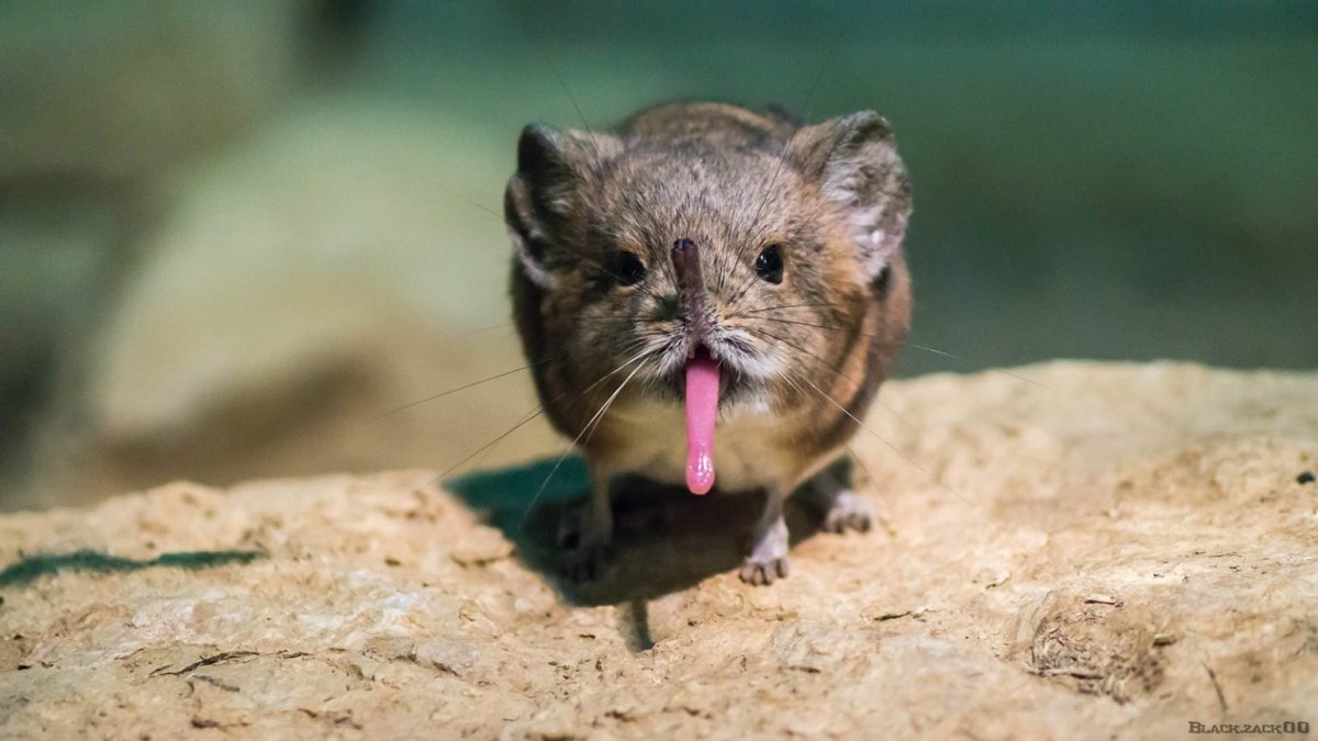 Короткоухий прыгунчик