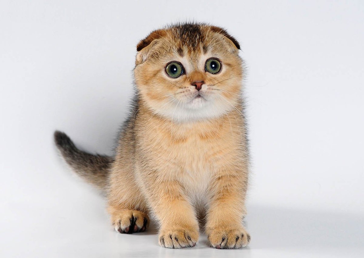 Золотая шиншилла кошка вислоухая