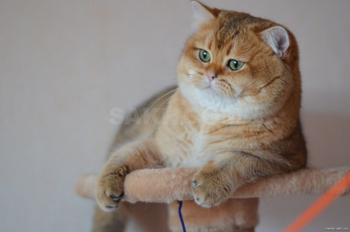 Скоттиш страйт Золотая шиншилла