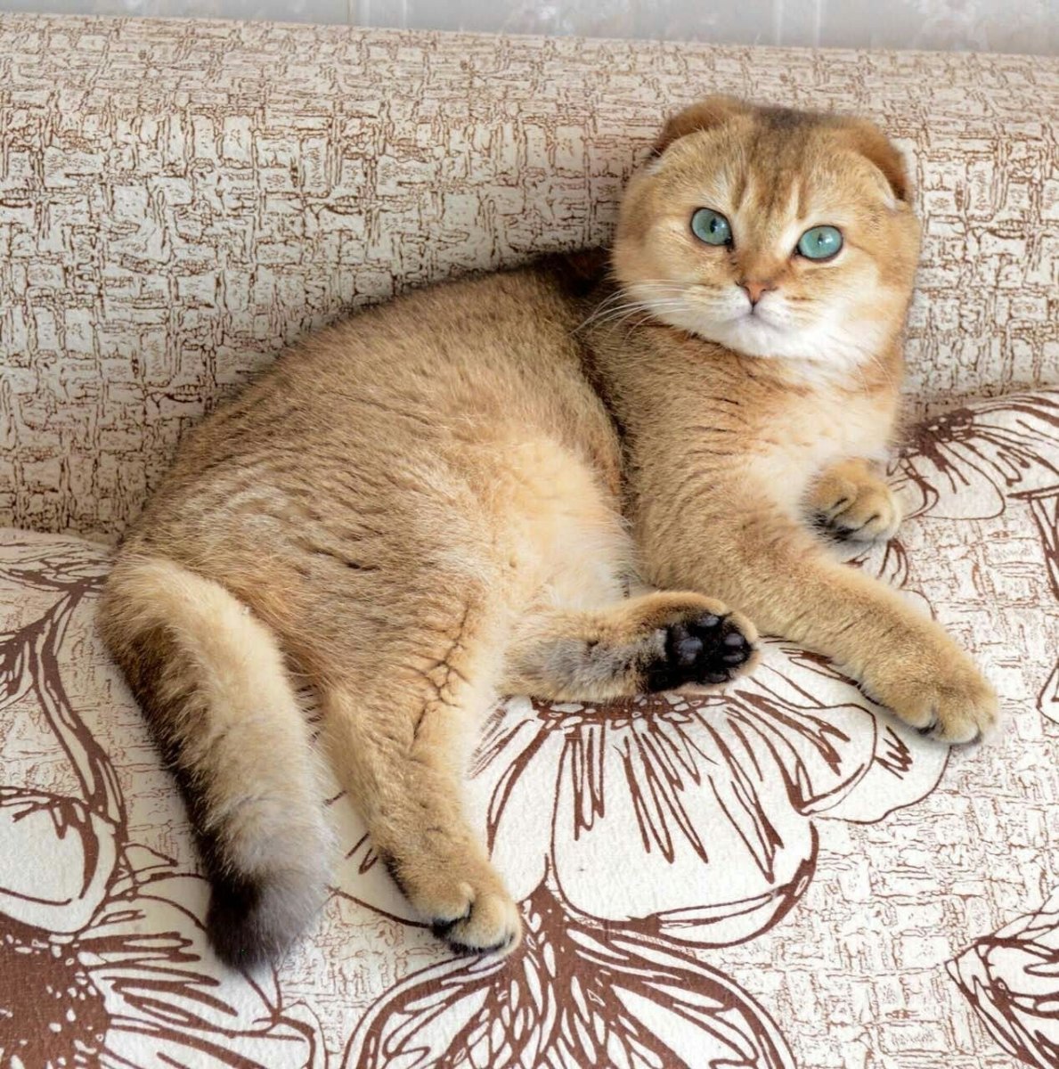 Манчкин Золотая шиншилла