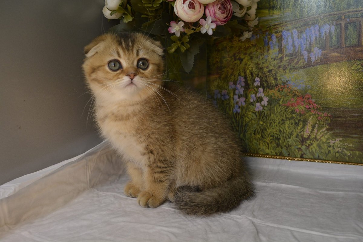 Шотландская вислоухая Золотая шиншилла