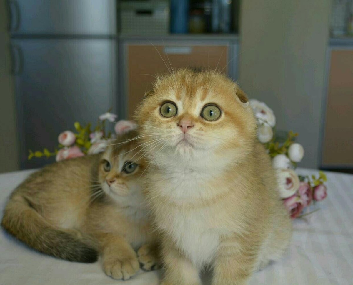 Шотландская вислоухая шиншилла Золотая тикированная