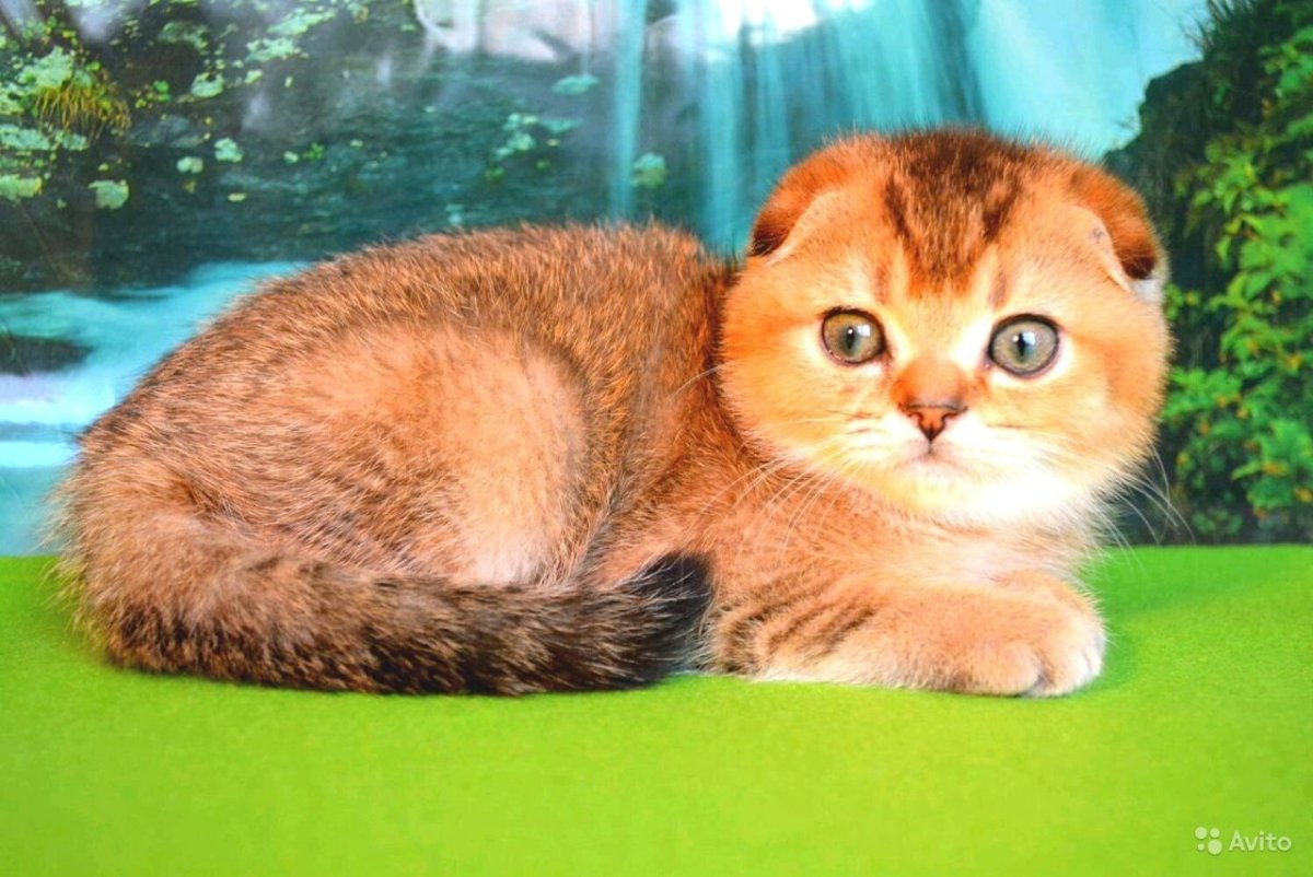 Шотландская вислоухая Золотая шиншилла