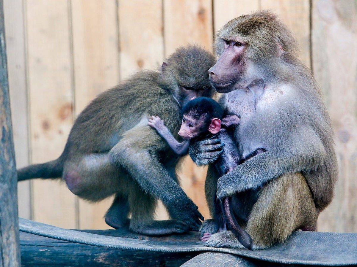 Половые органы гамадрил