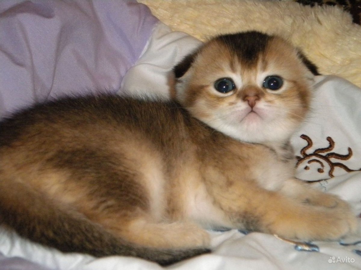 Скоттиш фолд шиншилла