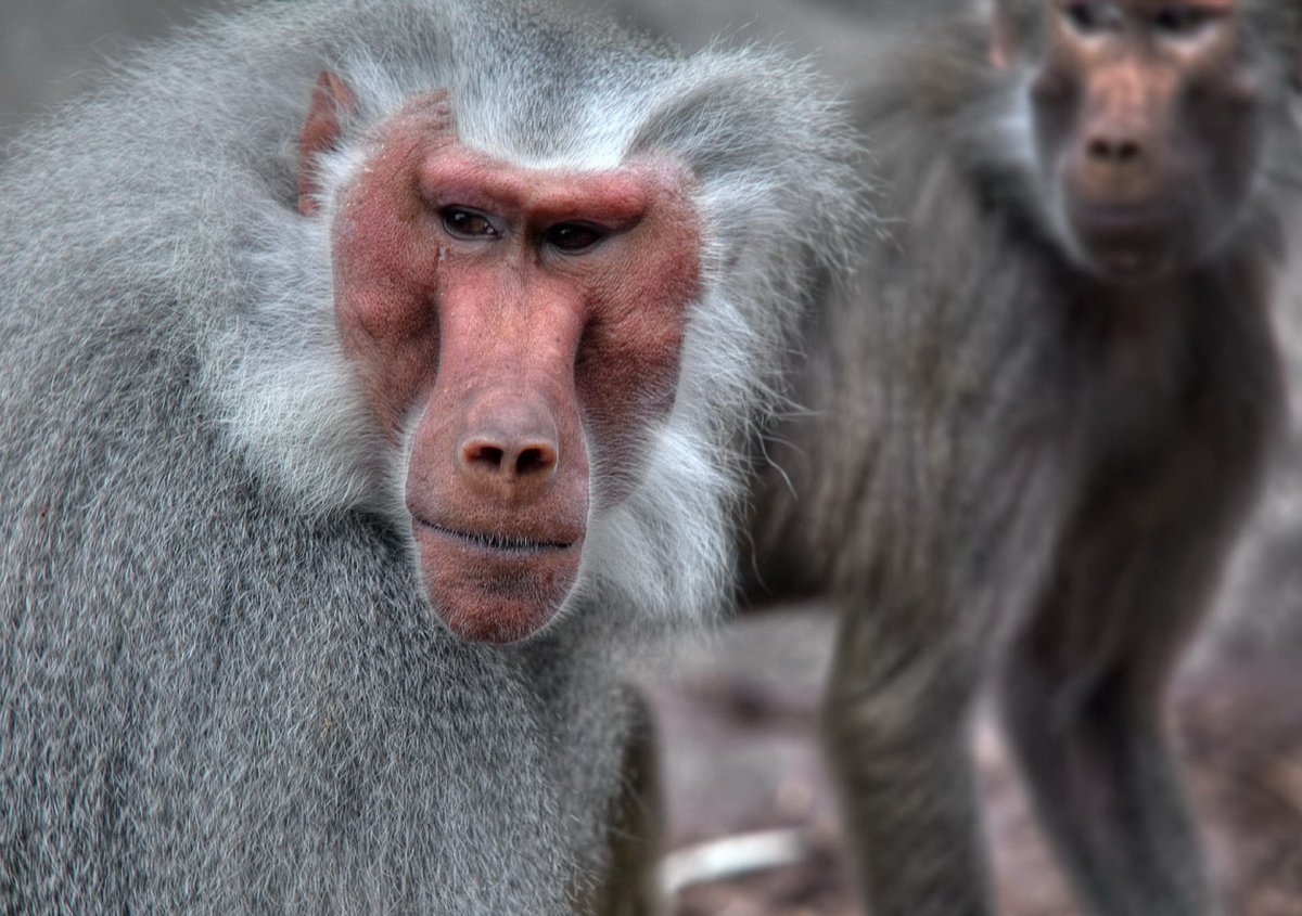 Видео спаривание гамадрил