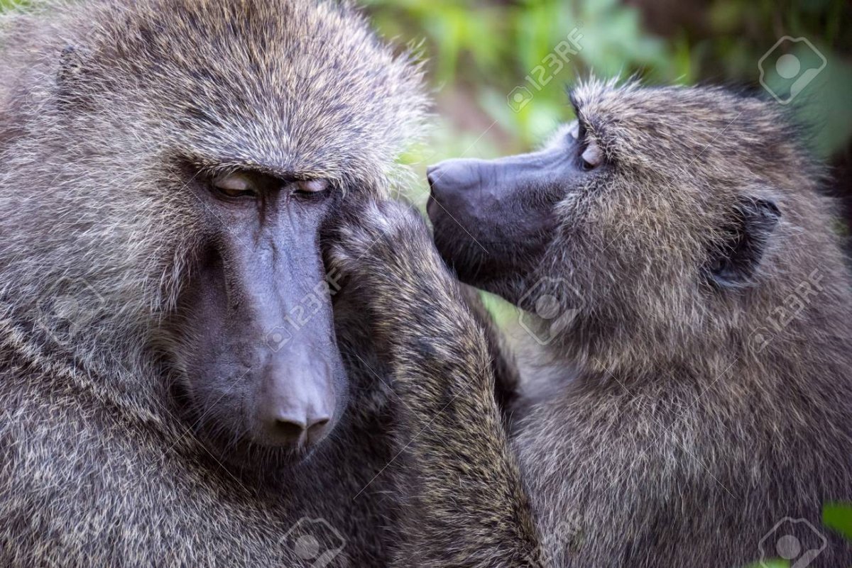 Павиан Киплинг