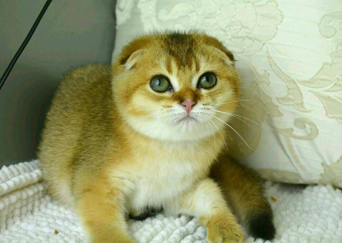 Золотая шиншилла вислоухая