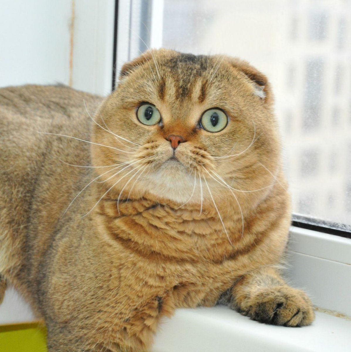 Картинки котики эксклюзивы